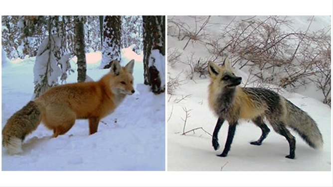 A Sierra Nevada red fox in Lassen Volcanic National Park (left); a black and yellow-red Sierra Nevada red fox near Yosemite National Park (right).